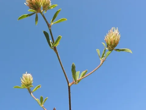 Narrow-leaved clover