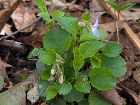 Labrador violet