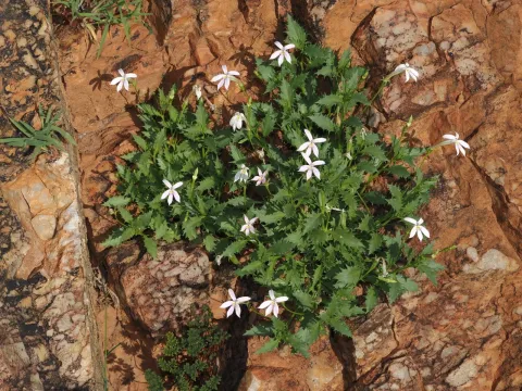 Isotoma petraea