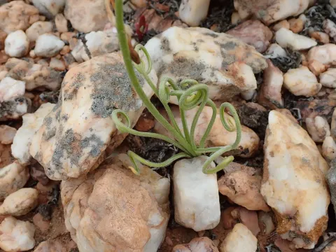 Albuca spiralis