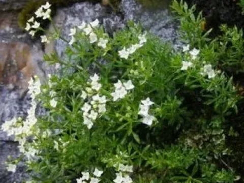 Sudeten bedstraw