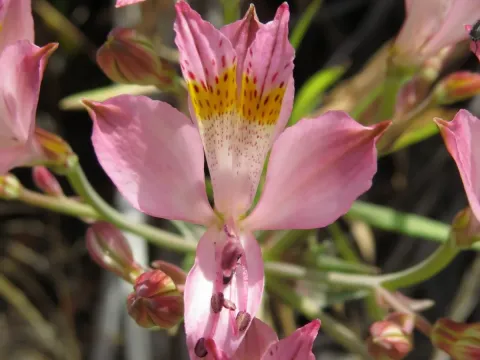 Alstroemeria angustifolia