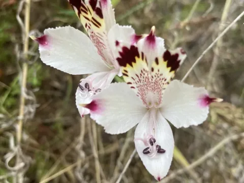 Alstroemeria diluta