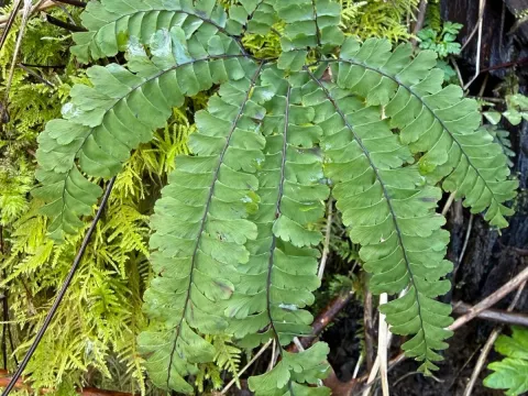 Aleutian maidenhair