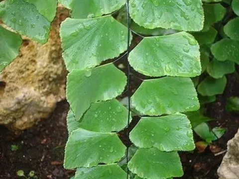 Peruvian maidenhair fern