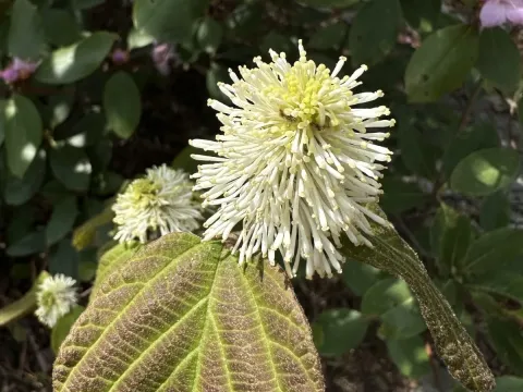 Mountain witch alder