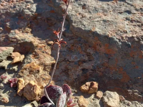 Adromischus maculatus