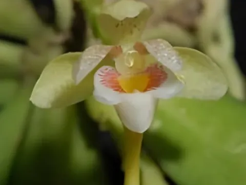 Pennilabium