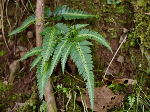 East Indian Holly Fern