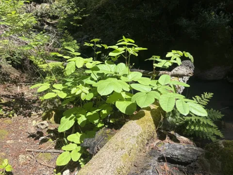 California spikenard