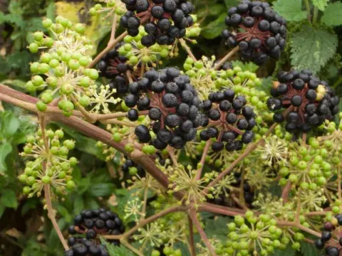 Aralia continentalis
