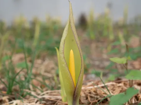 Arum concinnatum