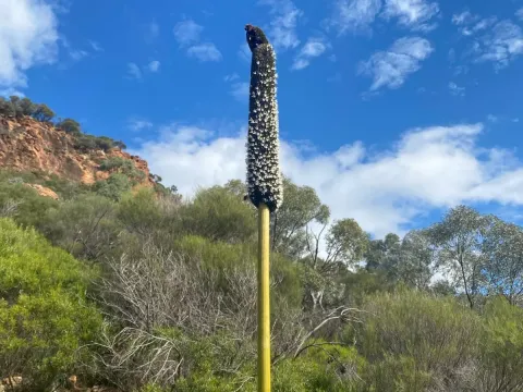 Xanthorrhoea quadrangulata