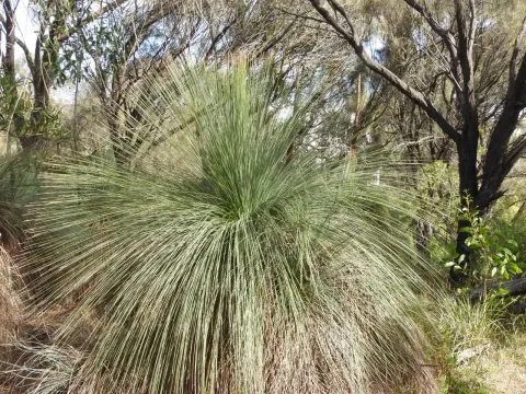Southern grass tree