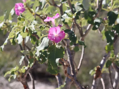 Uncarina