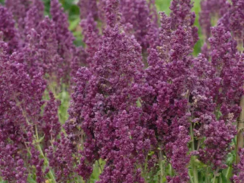Plumose Sage
