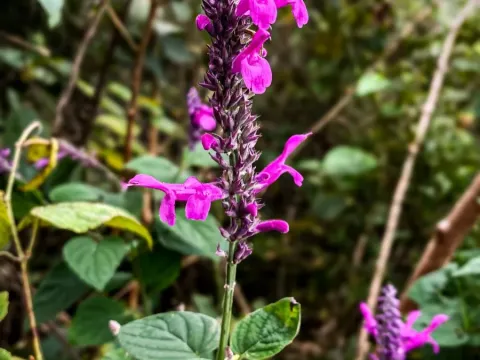 Purple sage