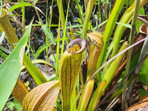 Sweet pitcher plant
