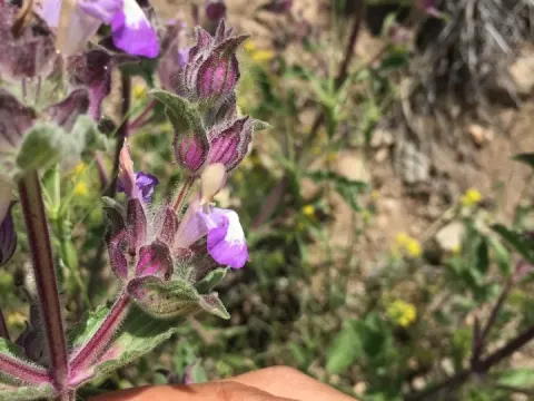 Salvia bracteata