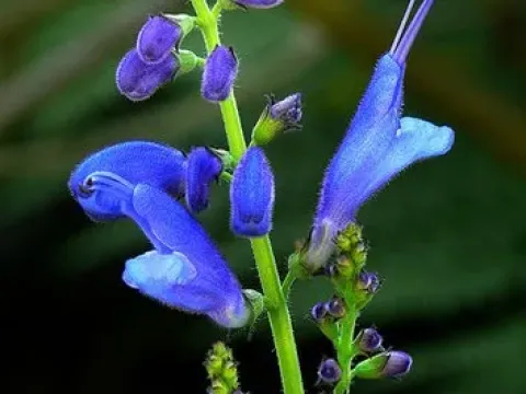 Indian Sage