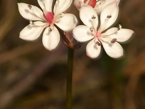 Burchardia