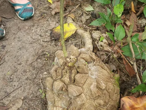 Mexican yam