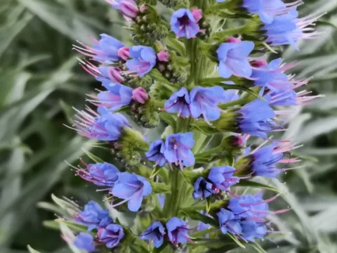 Echium webbii