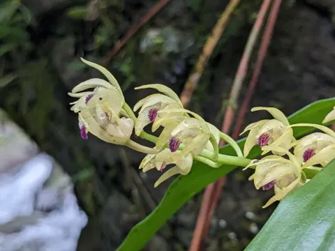 Eria