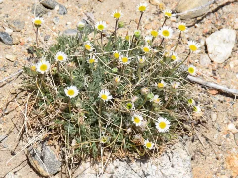 Erigeron compositus