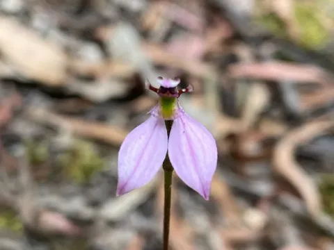 Eriochilus