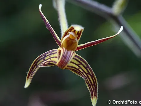 Eriodes