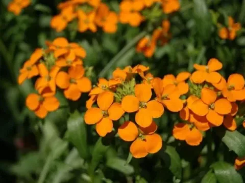 Erysimum perofskianum