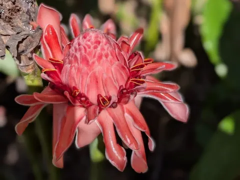 Etlingera