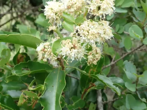 Galpinia