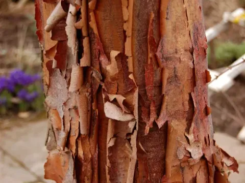Snake-bark maple