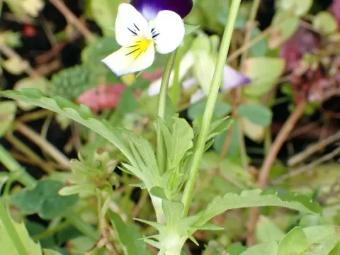 Williams violet