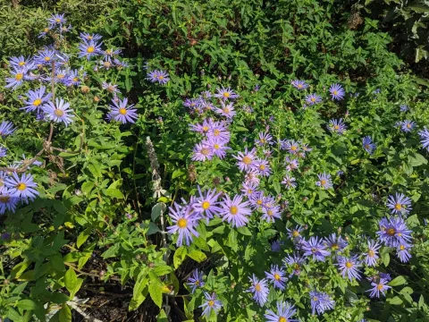 Frikart's aster