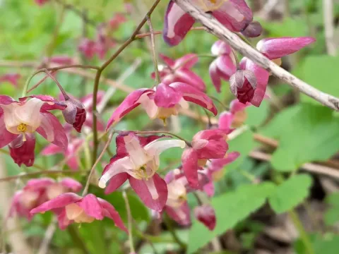 Горянка красная