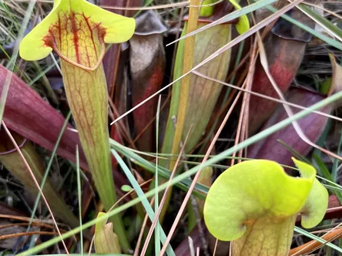 Catesby's Pitcher Plant