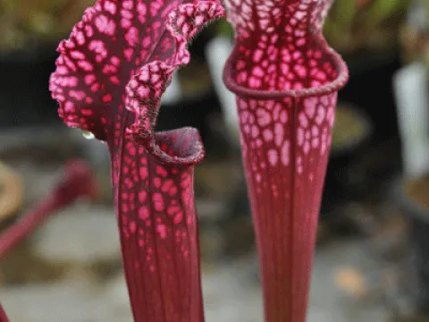 Sarracenia stevensii