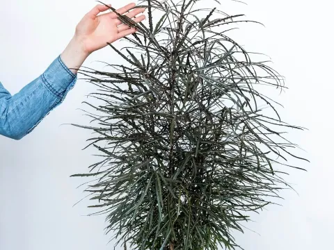 Plerandra