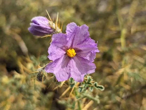 Solanum diversiflorum