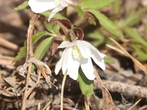 Anemone altaica