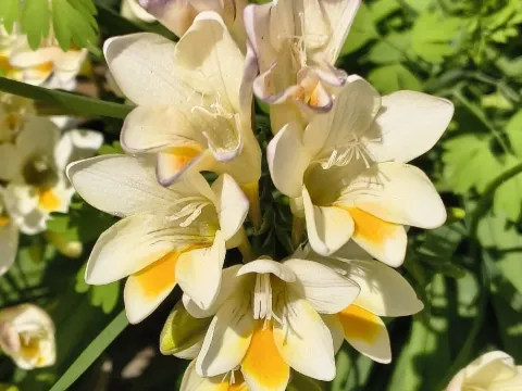 Freesia