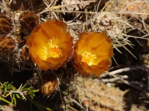 Austrocactus