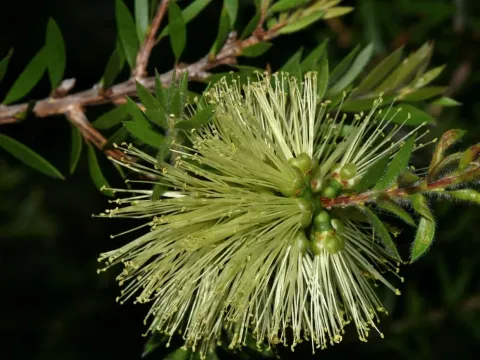 Melaleuca viridiflora