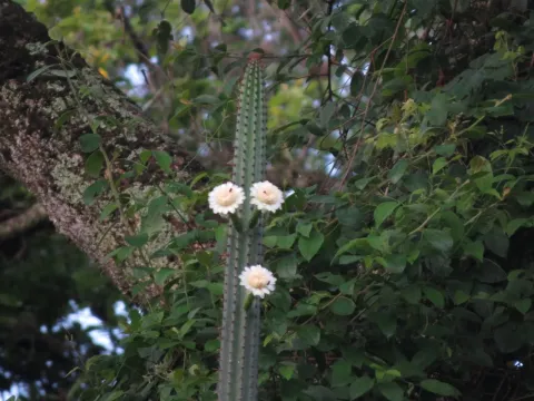 Monvillea