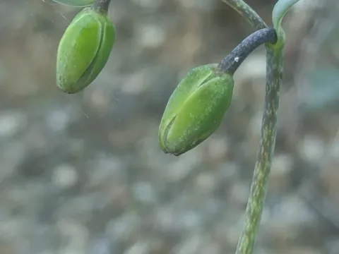 Fritillaria