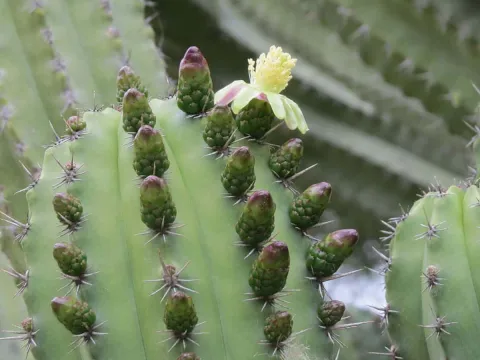 Polaskia