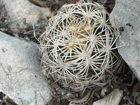 Coryphantha echinus